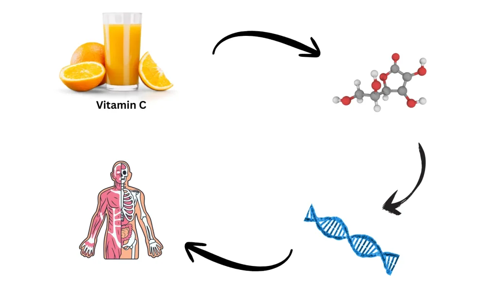 vitamin metabolism nutrigenomics